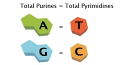 DNA base pairs