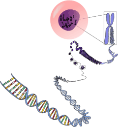 What does DNA stand for? DNA coiled into chromosomes