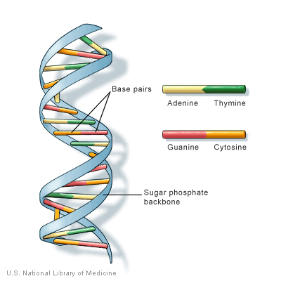 dna helix model