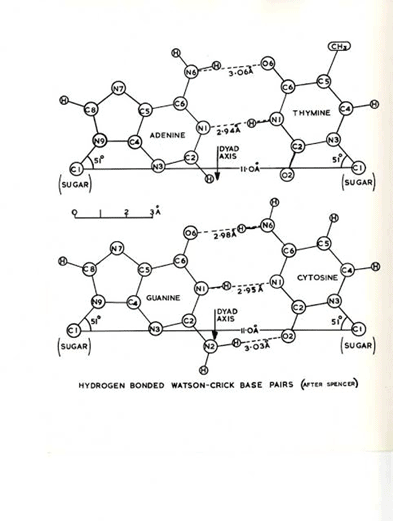 Sketch of the DNA model