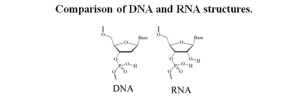 dna and rna similarities and differences