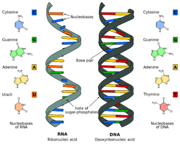 DNA vs RNA