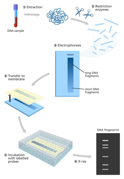 Restriction digest based DNA fingerprinting