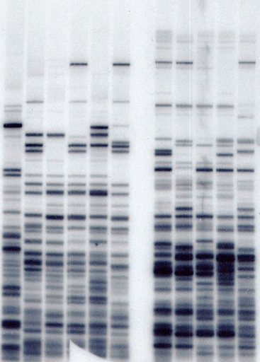 dna fingerprinting crime scene