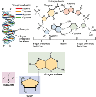 Base pairing