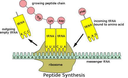 tRNA binding to mRNA