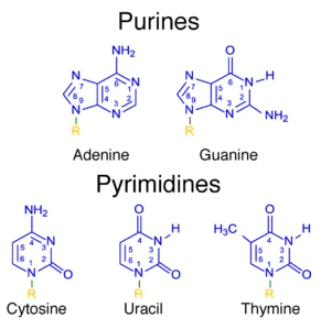 Purines and pyrimidines