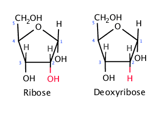 DNA vs RNA - What are the Key Differences and Similarities?