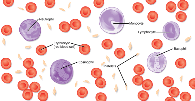 White blood cells are affected in blood cancer