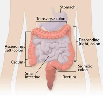 The colon in the GI tract is where colon cancer originates