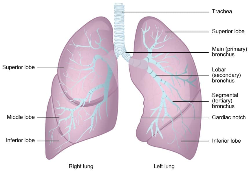 The structure of the lungs