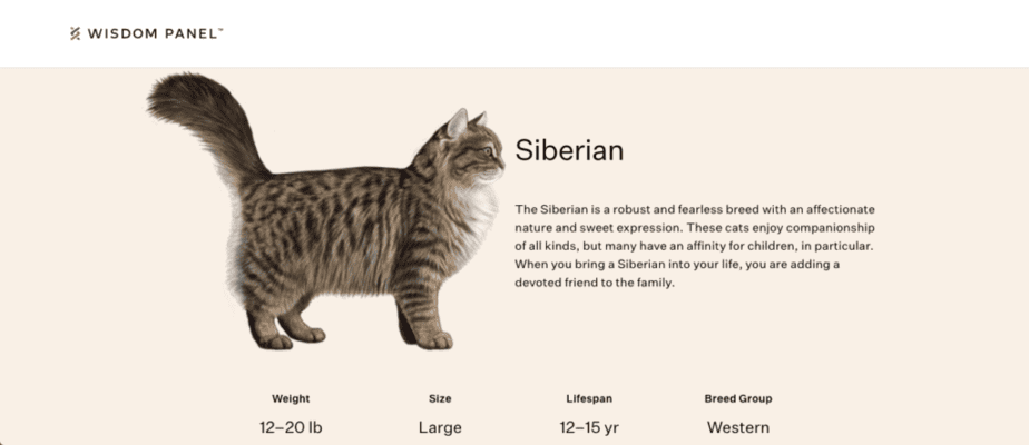 Photo, name, description, and some facts about the Siberian cat breed