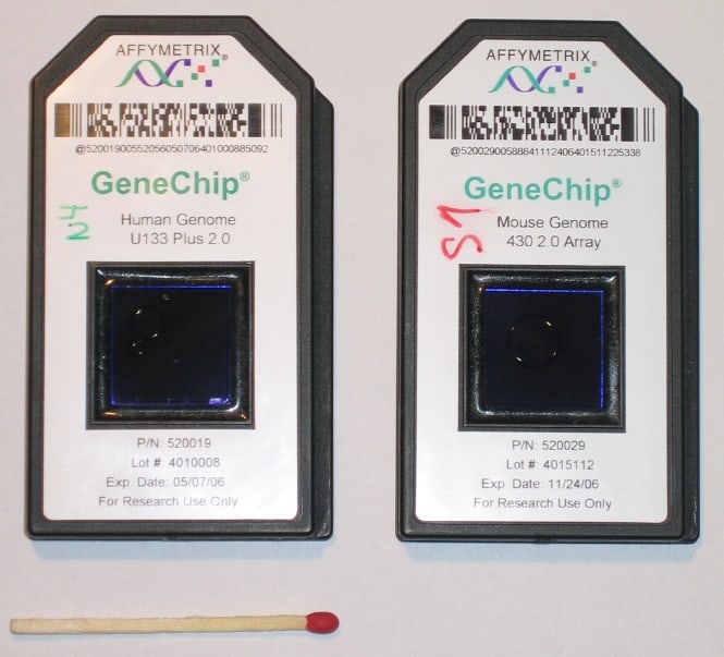 Chips contain microarrays that search for specific variants.