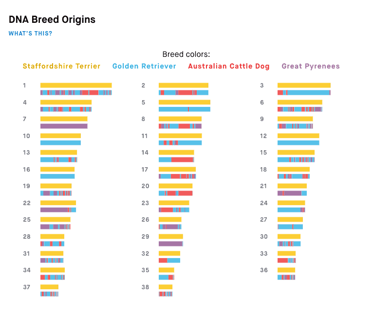 A secção Origens da Raça discrimina a raça presente em cada cromossoma e em que quantidade