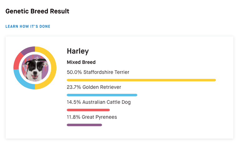 Exemple d'un rapport de race Embark montrant les races et le pourcentage de chacune d'elles présentes dans un chien mixte.