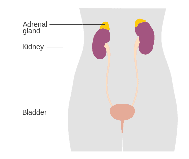 Position of the adrenal glands, that play a key role in Addison's disease.