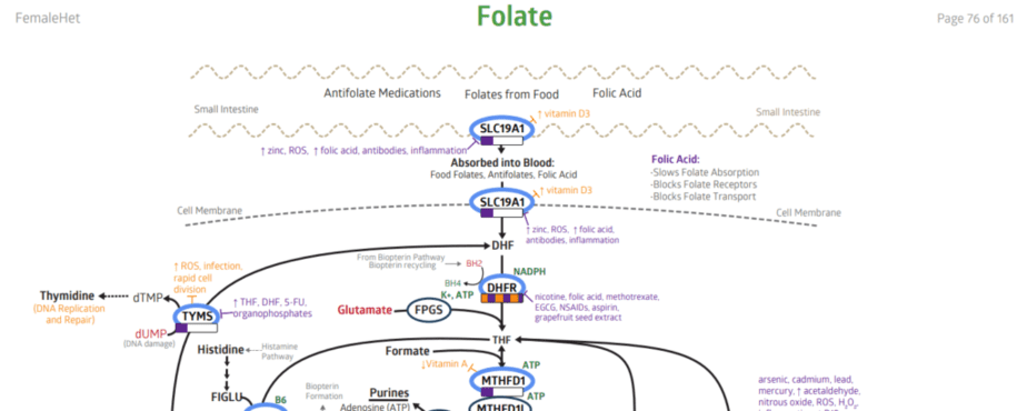 Section of the folate pathway in a StrateGene report