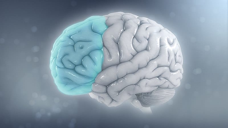 Reduced brain volume on the left side has been observed in ADHD