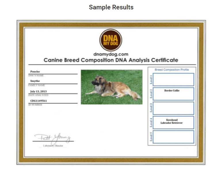 DNA My Dog review 7 facts you should know [JULY 2022]