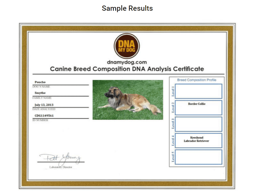 Dog best sale dna report