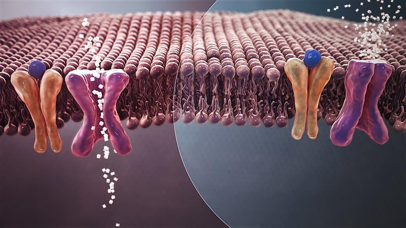 Sugar transport mechanism in normal (left) and diabetic (right) condition