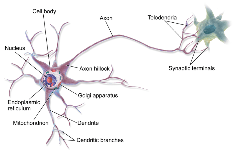 During a seizure, brain cells release electrical discharge suddenly