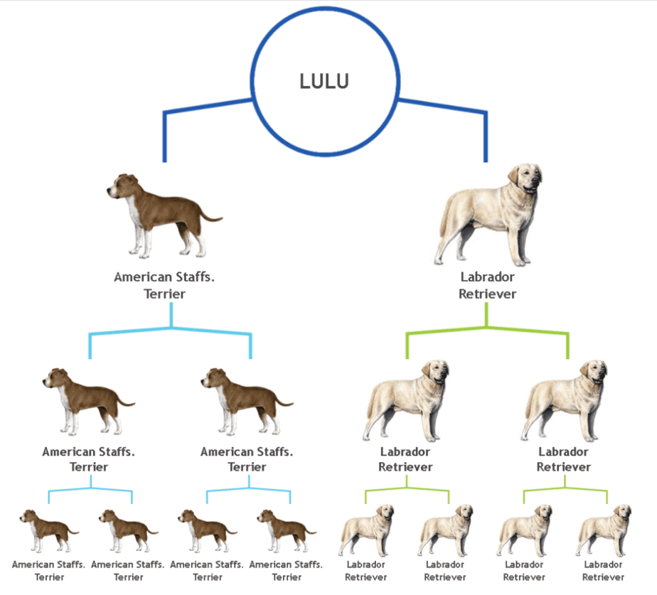 Stammbaum einer Hündin namens Lulu und ihrer Vorfahren über drei Generationen hinweg