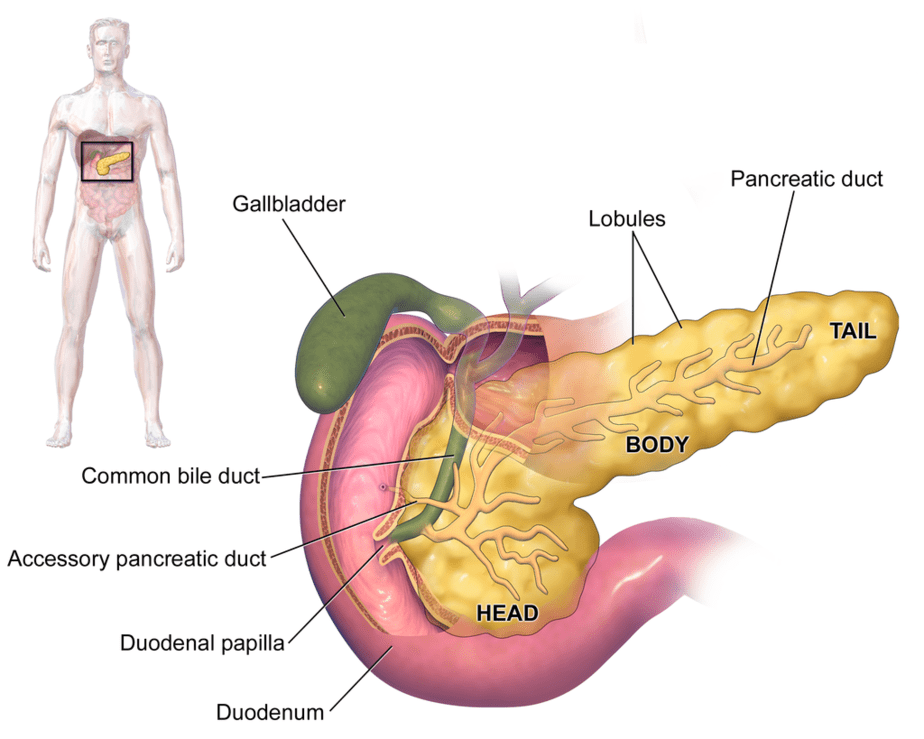 Anatomy of the pancreas