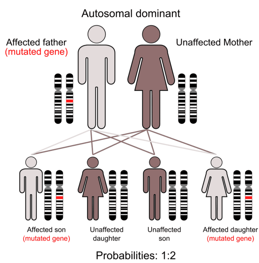 Tourettes is associated with an autosomal dominant gene