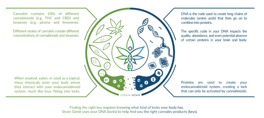 The science of DNA and the endocannabinoid system