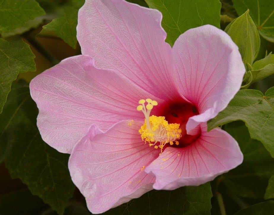 Another ingredient, Marsh Mallow