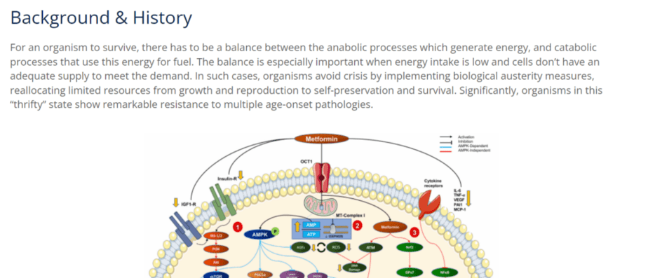 AgelessRx background on Metformin