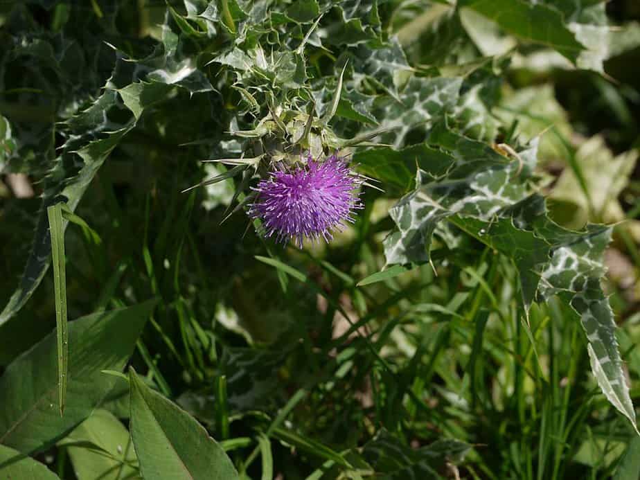 An Iaso tea ingredient, Holy Thistle