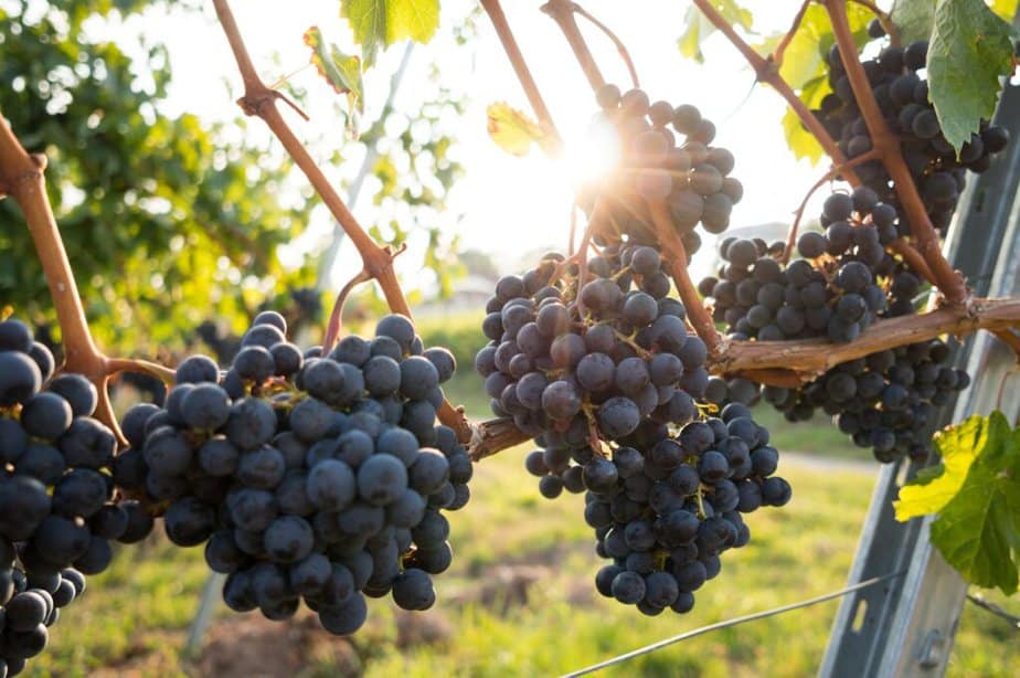 Grapes in sunlight