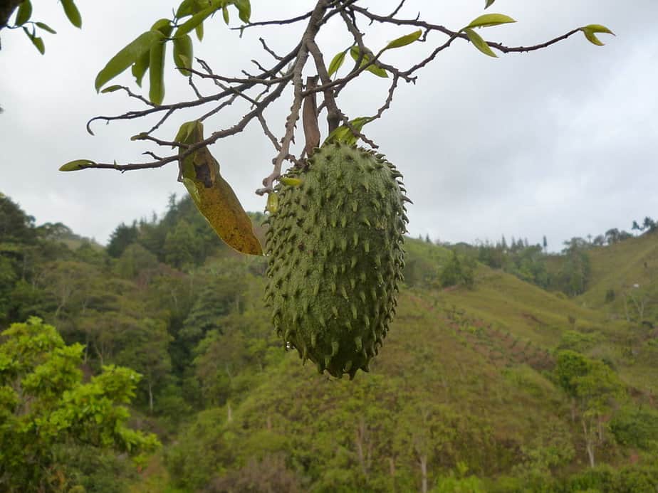 Guanabana fruit on a tree