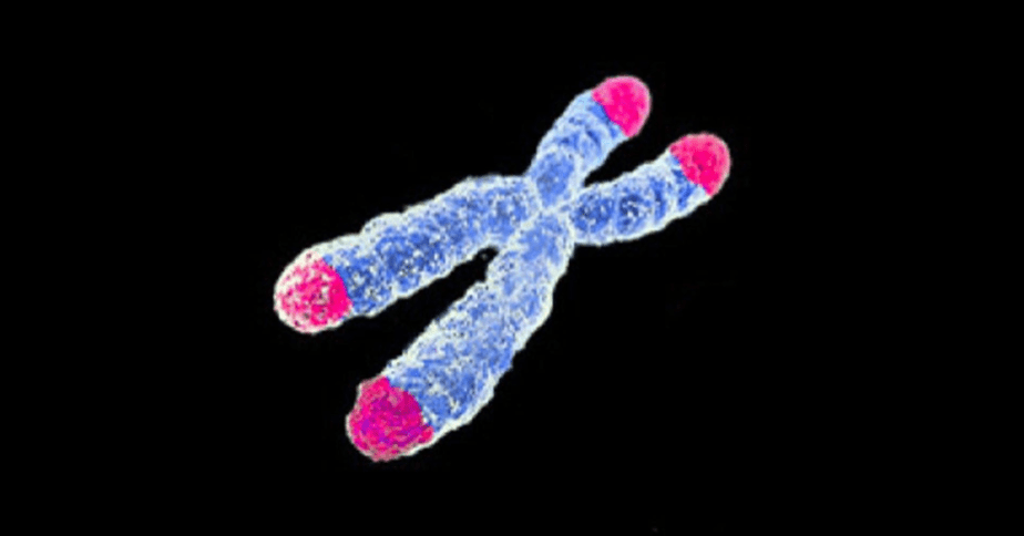 Telomere illustration