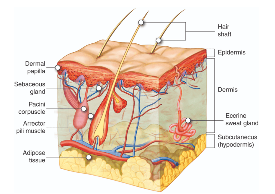 Hair follicle