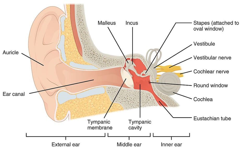 Structures of the inner ear