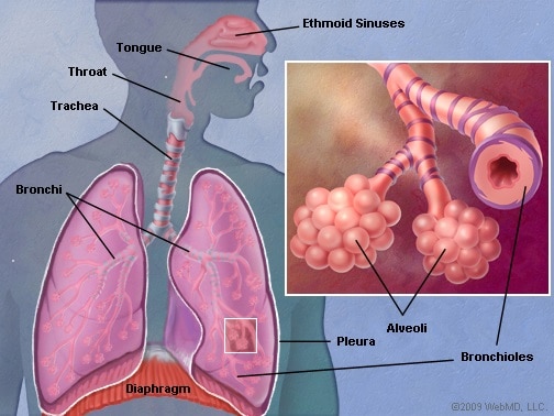 Anatomy of a lung