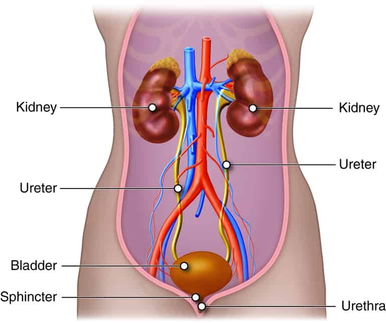 Urinary system organs