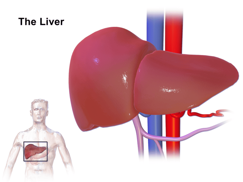 Liver location