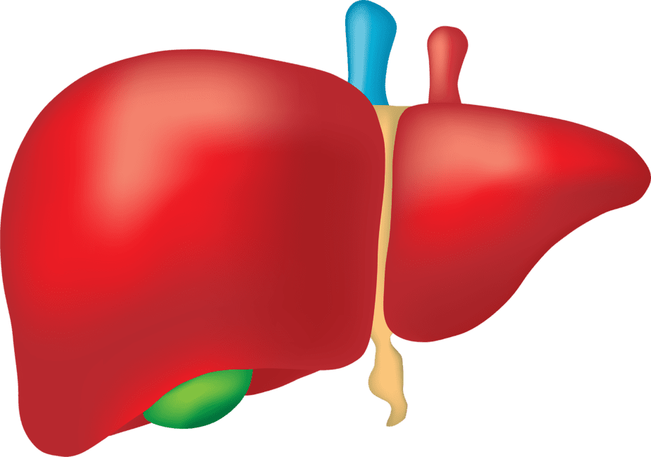 liver