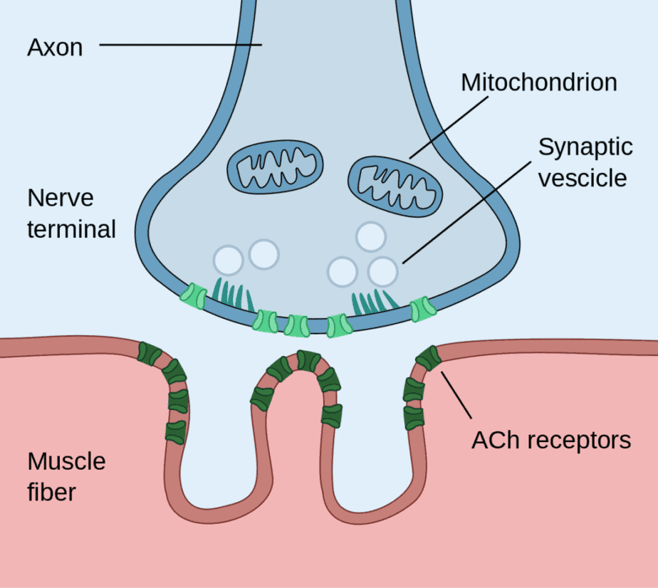 Myasthenia gravis is a result of the body attacking receptors on muscles