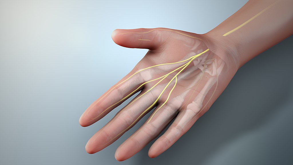 Median nerve